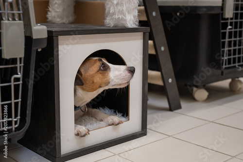 Photos A Jack Russell Terrier peeks out from its house.