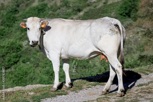 Mucche da late al pascolo, con campanaccio e targhette