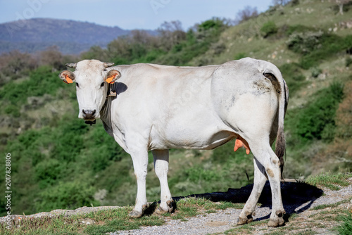 Mucche da late al pascolo, con campanaccio e targhette