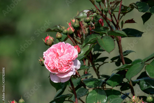 Rosa variegata con petali soffici e boccioli sullo sfondo