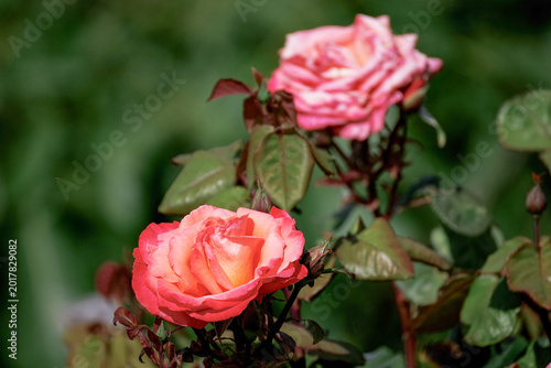 Rosa rossa con petali soffici e boccioli sullo sfondo