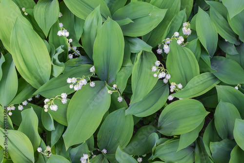 Bild auf Leinwand Lush lilies of the valley with white bell-shaped flowers and broad green leaves