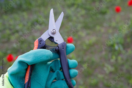 Vászonkép Hand in protective glove holding sharp metal garden pruners on a blurred green b