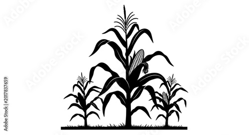 Εκτύπωση καμβά Black corn plants, corn stalk silhouette, vector illustration, agriculture icons