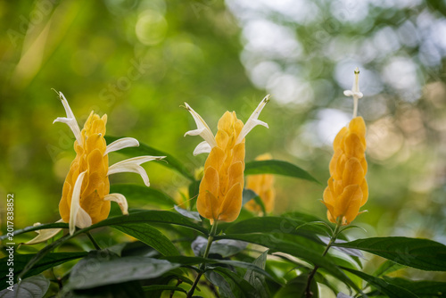 Canvas Print Three golden shrimp plants blooming with bright yellow bracts in a lush green ga