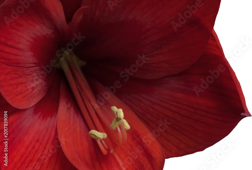 The elegance and beauty of red amaryllis; Amaryllis Belladonna