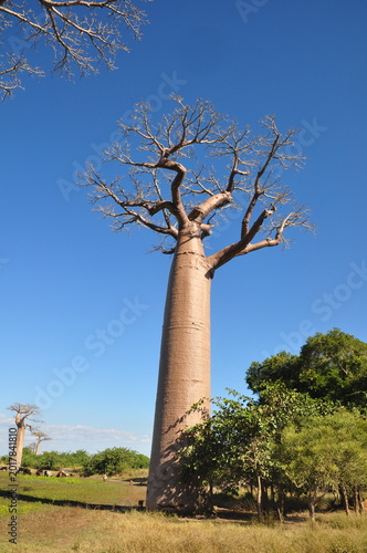 Canvas Print Giant baobab tree low angle view against blue sky in Morondava Madagascar