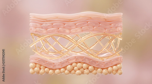 Skin tissue cross section showing golden collagen elastin fiber network and fat cell layer