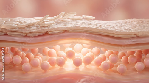 Skin dermis cross section showing keratin flake layer over glowing fat cell
