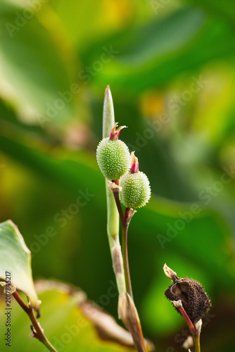 Photography Indian shot, African arrowroot, edible canna, purple arrowroot, or Sierra Leone