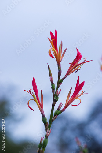 Fotografi Indian shot, African arrowroot, edible canna, purple arrowroot, or Sierra Leone