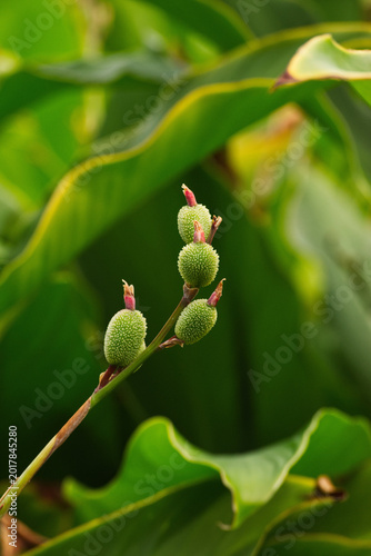 Fotografie Indian shot, African arrowroot, edible canna, purple arrowroot, or Sierra Leone