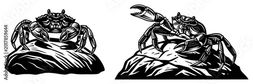 Photos Crabs on rocks set, marine sea life crustaceans in woodcut style, coastal wildli