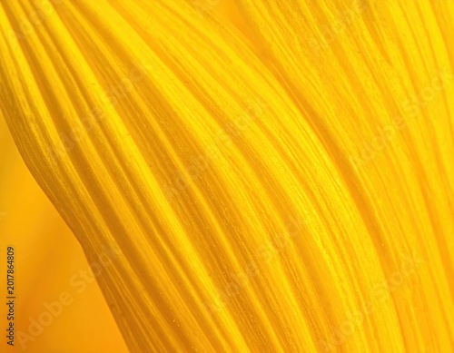 Macro closeup of vibrant yellow sunflower petal veins, natural botanical texture, golden organic lines, soft lighting, perfect for abstract backgrounds