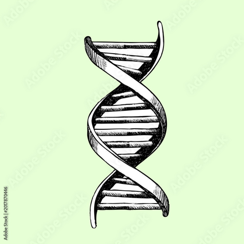 Fotografía Dna double helix structure sketch with hand drawn line art black and white