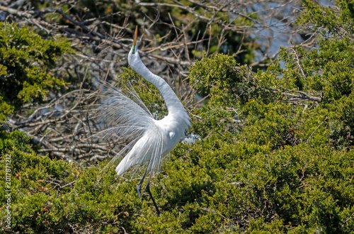 Great Egret, Ardea alba, displaying breeding plumage on nesting site on a bright Spring afternoon in Ocean City, NJ