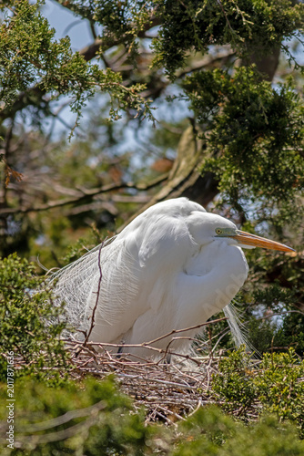Great Egret, Ardea alba, displaying breeding plumage on nesting site on a bright Spring afternoon in Ocean City, NJ