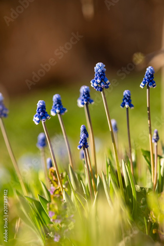 Muscari flowers, Grape Hyacinths spring flowers blooming in april and may