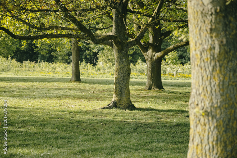 Obraz premium Beautiful peaceful landscape of a meadow with trees in a park.