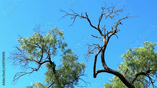 Half Moon in Daytime Between Tree Branches Against Clear Blue Sky