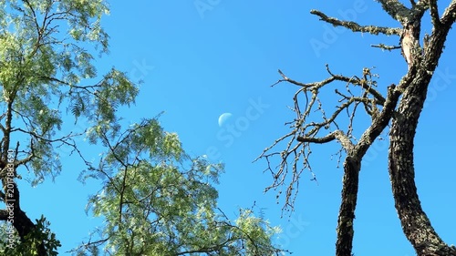 Daytime Moon Framed by Trees and Clear Blue Sky