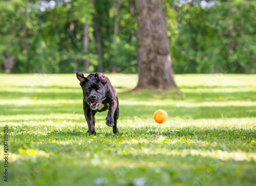 Εκτύπωση καμβά A Pit Bull Terrier mixed breed dog chasing a ball