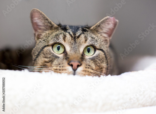 Quadro em tela A timid shorthair cat peeking over a blanket