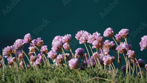 Canvas Print Pink sea thrift flowers in the wild