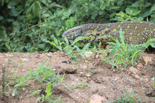 Nile Monitor Lizard (Varanus niloticus), Queen Elizabeth National Park, Uganda, Africa.