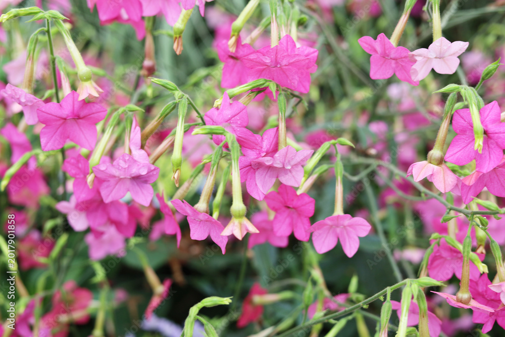 Naklejka premium Beautiful pink flowering tobacco plants