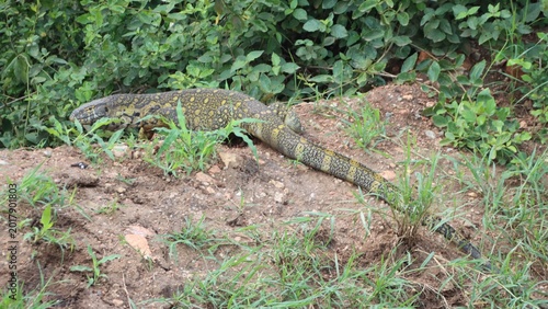 Nile Monitor Lizard (Varanus niloticus), Queen Elizabeth National Park, Uganda, Africa.