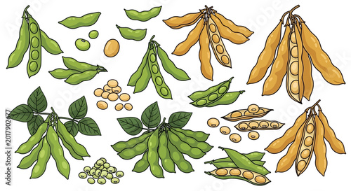 Soybean, green and yellow pods, leaves, and seeds, vector illustration, food, agriculture, icons