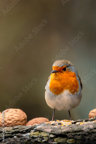 Robins Redbreasts, Erithacus rubecula,  in the gloom of Humford Woods, Northumberland.