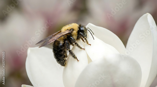 A fuzzy carpenter bee gathers nectar from a delicate white magnolia bloom in spring