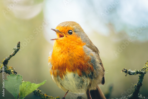 Tableau sur toile Robins Redbreasts, Erithacus rubecula,  in the gloom of Humford Woods, Northumberland