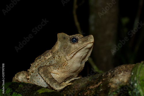 Tableau sur toile Large Amazon toad (Rhinella sp