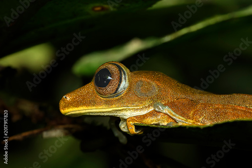 Fotografia Amazonian treefrog (Boana sp