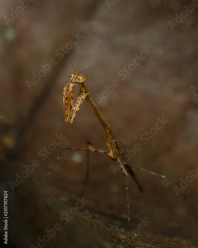 Fotografija Brown praying mantis (Mantodea) lateral view showing raptorial forelegs and triangular head, Tiputini Biodiversity Station, Yasun√≠ National Park, Ecuador