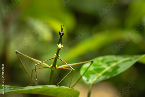 Quadro su tela Biodiversidad en Tiputini Biodiversity Station, Yasuni, Ecuador, Septiembre 2019