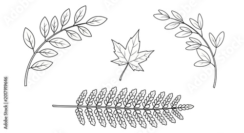Fotografía Botanical illustrations, leaf set, line art, vector graphics, foliage elements,