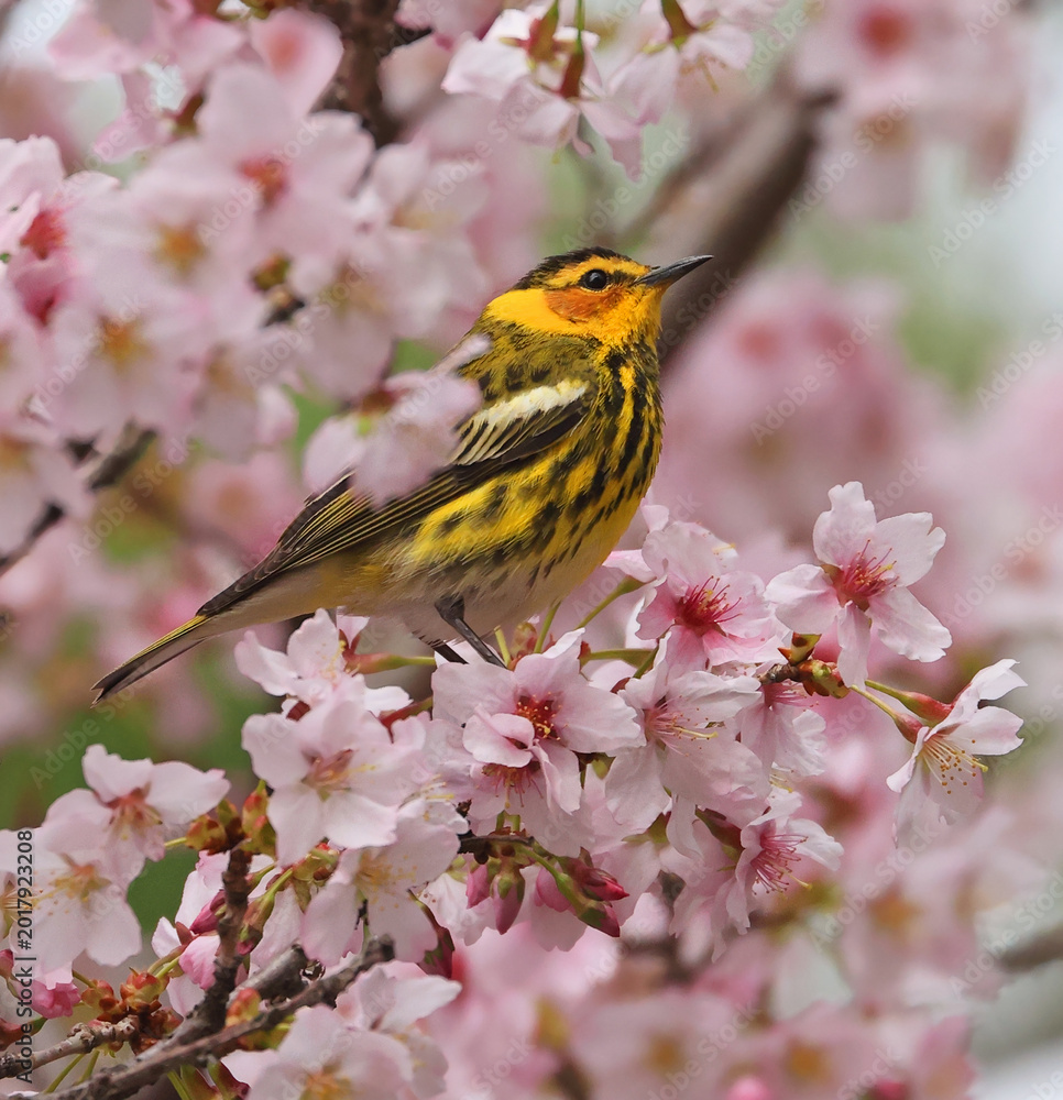 Fototapeta premium Cape May warbler perched on a cherry blossom branch