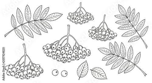 Bild auf Leinwand Black and white elderberry illustration, elder flower line art, botanical drawin