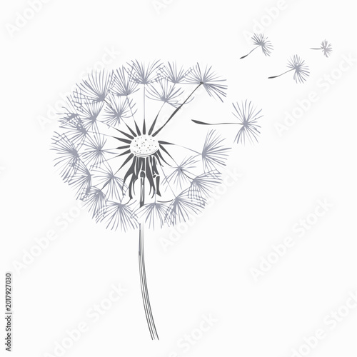 Stylized monochrome sketch of a blowing dandelion flower with dandelion botanical illustration wildflower background monochrome stylized
