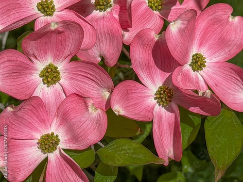 Fotografie Pretty pink dogwood flowers that are on branches of a dogwood tree in Salem Oreg