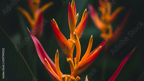 Vibrant Tropical Heliconia Blooms in Jungle