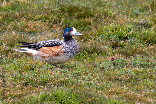 Photos Chiloe wigeon in the grass