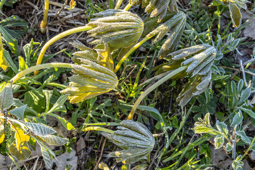 Mayapple plants bent over from frost.