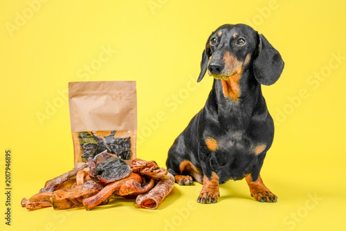 Dachshund dog sitting next to kraft bag with dried meat treat on bright yellow background, natural pet food product commercial concept.