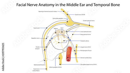 Foto Facial Nerve Anatomy in the Middle Ear and Temporal Bone
the facial nerve course through the temporal bone showing chorda tympani, geniculate ganglion, and middle ear relations