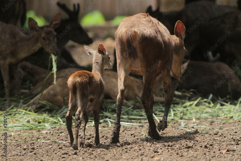 Fototapeta premium rear view of a small timor deer walking towards the herd with its mother